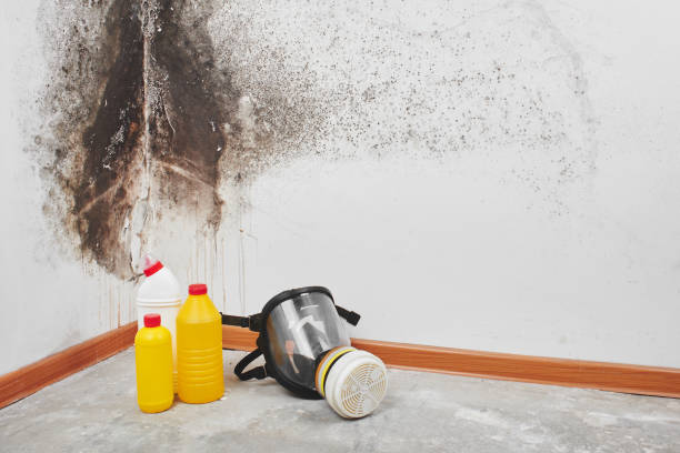 Best Best Mold Removal Companies  in Anthony, TX