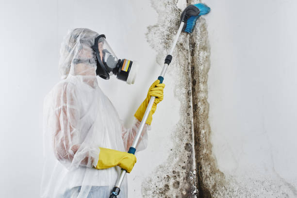 Best Professional Mold Removal  in Anthony, TX