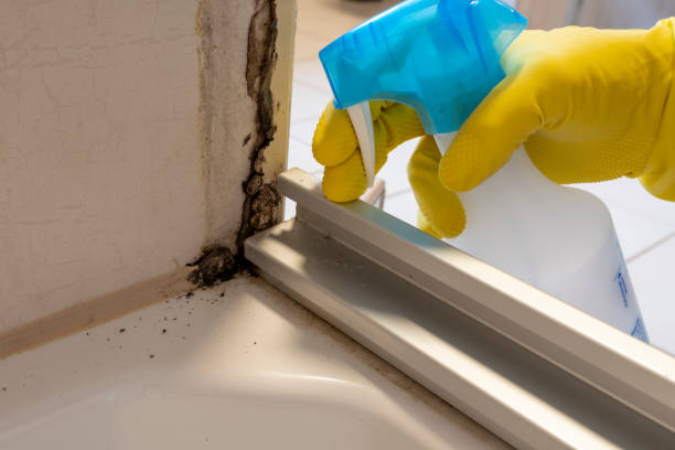 Best Commercial Mold Removal  in Anthony, TX