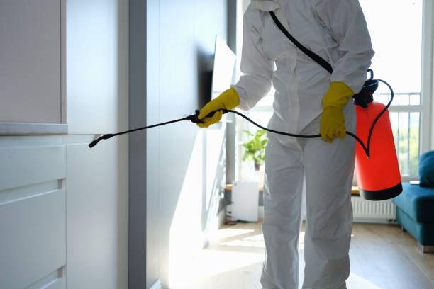 Professional Mold Removal in Anthony, TX
