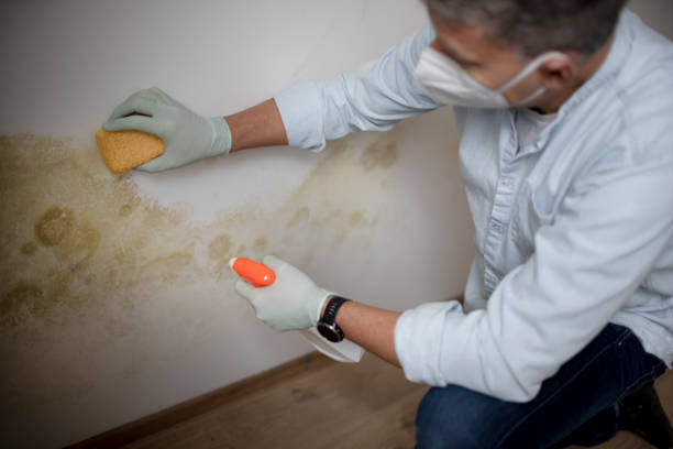 Best Emergency Mold Removal  in Anthony, TX