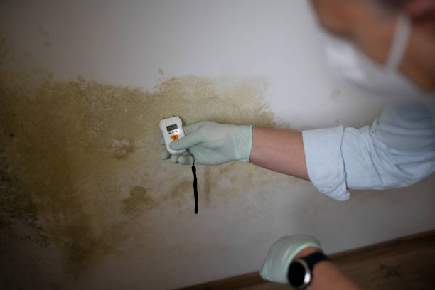 Office Mold Removal Services in Anthony, TX