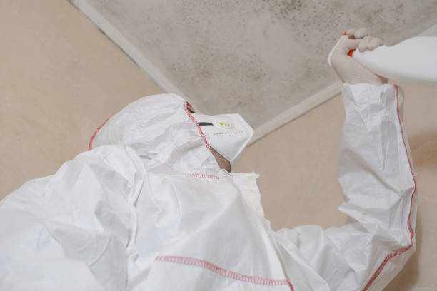 Best Attic Mold Removal  in Anthony, TX