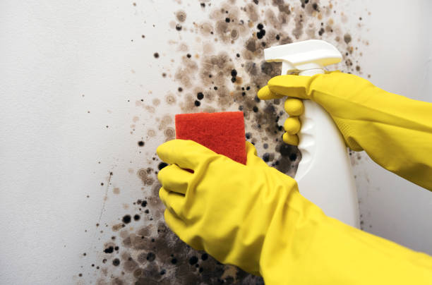 Best Fast Mold Removal  in Anthony, TX