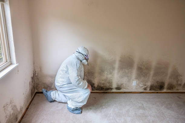 Best Toxic Mold Removal  in Anthony, TX