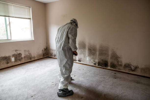 Best Toxic Mold Removal  in Anthony, TX