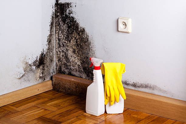 Best Mold Removal Specialists  in Anthony, TX