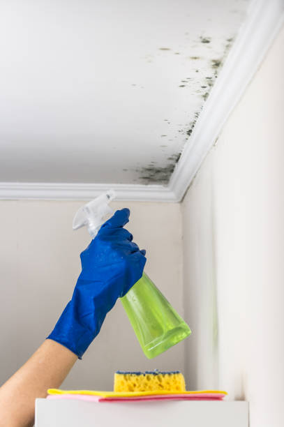 Best Black Mold Removal  in Anthony, TX