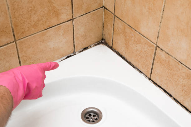 Best Commercial Mold Removal  in Anthony, TX